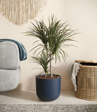 Load image into Gallery viewer, -