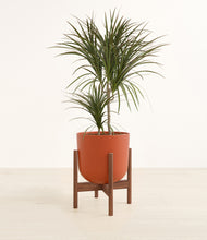 Load image into Gallery viewer, Earth Red stand:walnut