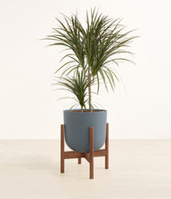 Load image into Gallery viewer, Iron Gray stand:walnut