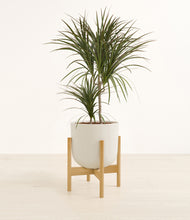 Load image into Gallery viewer, Natural Bamboo stand:bamboo