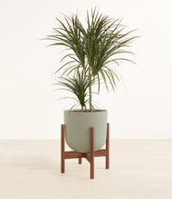 Load image into Gallery viewer, Sage Green stand:walnut