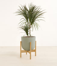 Load image into Gallery viewer, Sage Green stand:bamboo