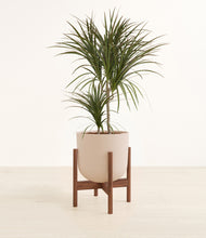 Load image into Gallery viewer, Sandy Pink stand:walnut