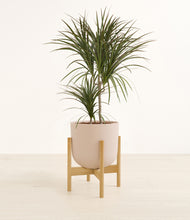 Load image into Gallery viewer, Sandy Pink stand:bamboo