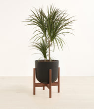 Load image into Gallery viewer, Stone Black stand:walnut