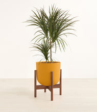 Load image into Gallery viewer, Sunset Orange stand:walnut