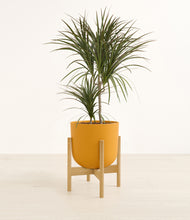 Load image into Gallery viewer, Sunset Orange stand:bamboo