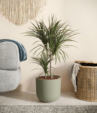 Load image into Gallery viewer, Sage Green