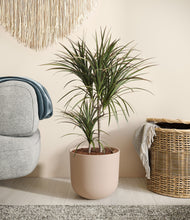 Load image into Gallery viewer, Sandy Pink