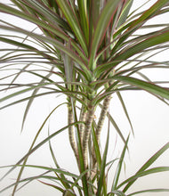 Load image into Gallery viewer, ALL