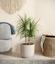 Load image into Gallery viewer, Natural Bamboo