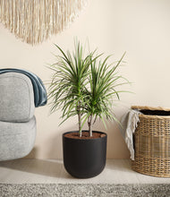 Load image into Gallery viewer, Stone Black