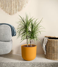 Load image into Gallery viewer, Sunset Orange