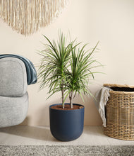 Load image into Gallery viewer, -