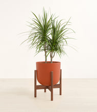 Load image into Gallery viewer, Earth Red stand:walnut