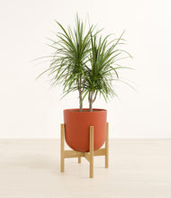 Load image into Gallery viewer, Earth Red stand:bamboo