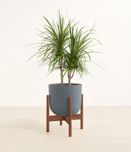 Load image into Gallery viewer, Iron Gray stand:walnut