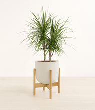 Load image into Gallery viewer, Natural Bamboo stand:bamboo