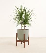 Load image into Gallery viewer, Sage Green stand:walnut