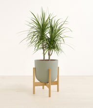 Load image into Gallery viewer, Sage Green stand:bamboo