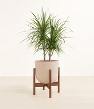 Load image into Gallery viewer, Sandy Pink stand:walnut