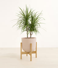 Load image into Gallery viewer, Sandy Pink stand:bamboo