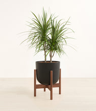 Load image into Gallery viewer, Stone Black stand:walnut