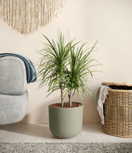 Load image into Gallery viewer, Sage Green