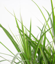 Load image into Gallery viewer, ALL