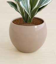 Load image into Gallery viewer, Desert Brown stand:all