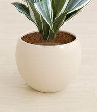 Load image into Gallery viewer, Shiny EggWhite stand:all