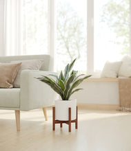 Load image into Gallery viewer, White stand:walnut