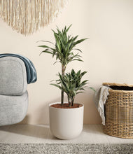Load image into Gallery viewer, Natural Bamboo