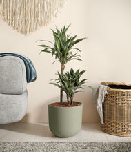 Load image into Gallery viewer, Sage Green
