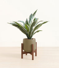 Load image into Gallery viewer, Olive stand:walnut