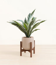 Load image into Gallery viewer, Eternal Gray stand:walnut