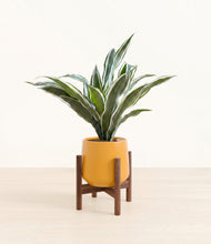 Load image into Gallery viewer, Mustard stand:walnut