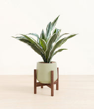 Load image into Gallery viewer, Turquoise stand:walnut