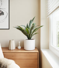 Load image into Gallery viewer, White