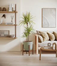 Load image into Gallery viewer, Sage Green stand:walnut