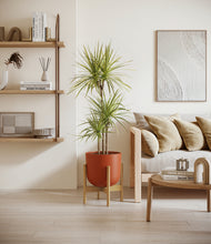 Load image into Gallery viewer, Earth Red stand:bamboo