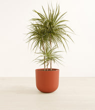 Load image into Gallery viewer, Earth Red*****Profile