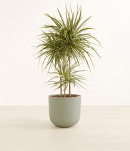 Load image into Gallery viewer, Sage Green*****Profile