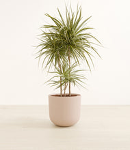 Load image into Gallery viewer, Sandy Pink*****Profile