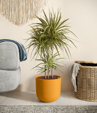 Load image into Gallery viewer, Sunset Orange