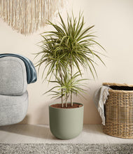 Load image into Gallery viewer, Sage Green