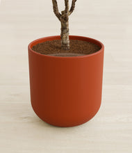 Load image into Gallery viewer, Earth Red stand:all