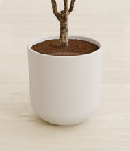 Load image into Gallery viewer, Natural Bamboo stand:all