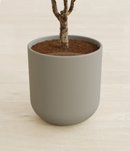 Load image into Gallery viewer, Sage Green stand:all