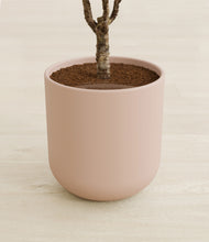 Load image into Gallery viewer, Sandy Pink stand:all